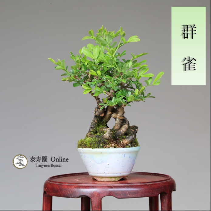 泰寿園 Online