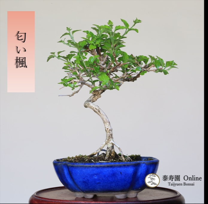 泰寿園 Online