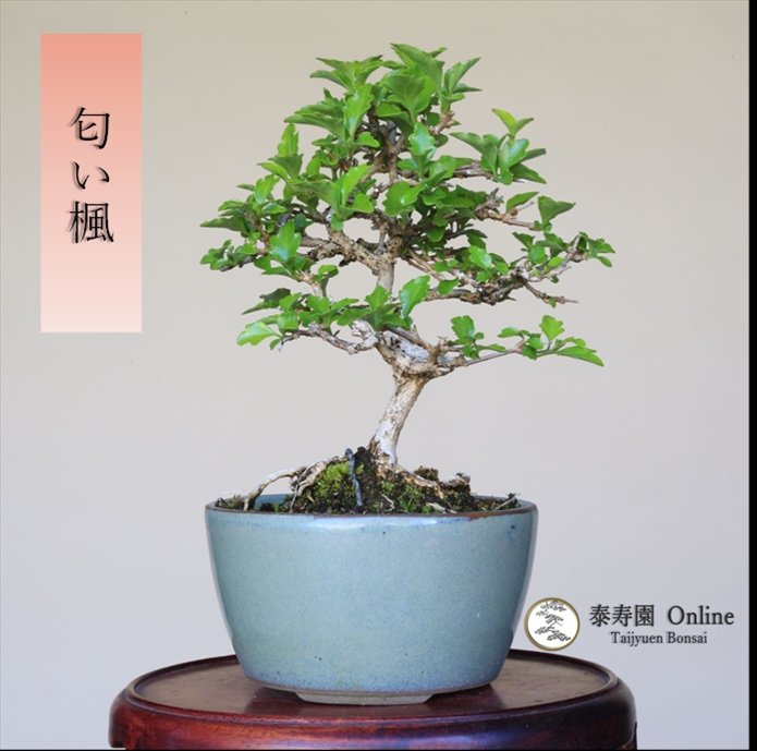 泰寿園 Online