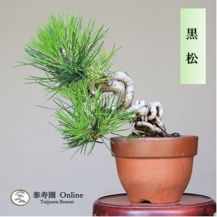 泰寿園 Online