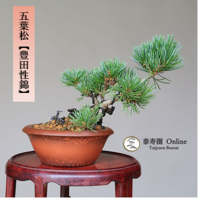 泰寿園 Online