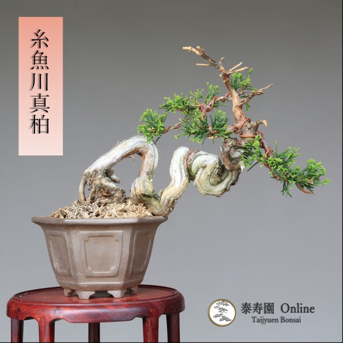 泰寿園 Online