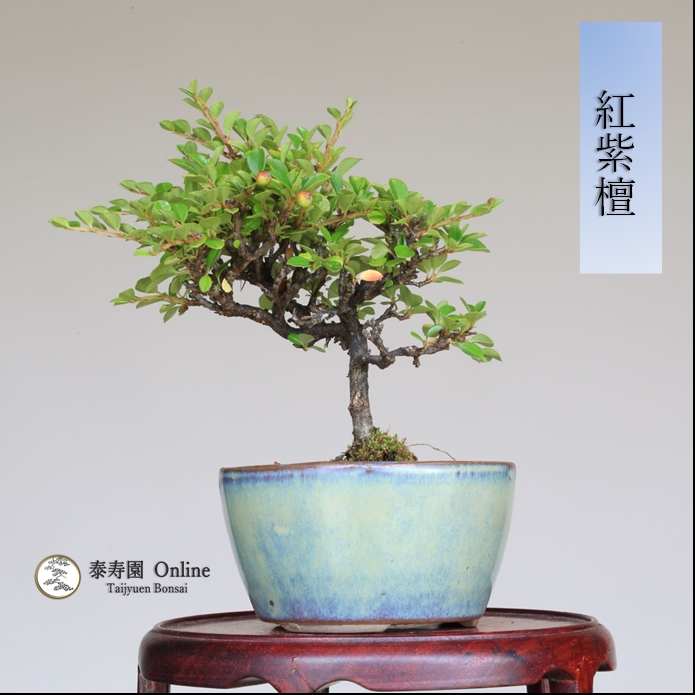 泰寿園 Online