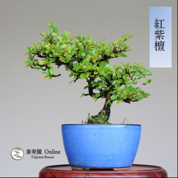 泰寿園 Online