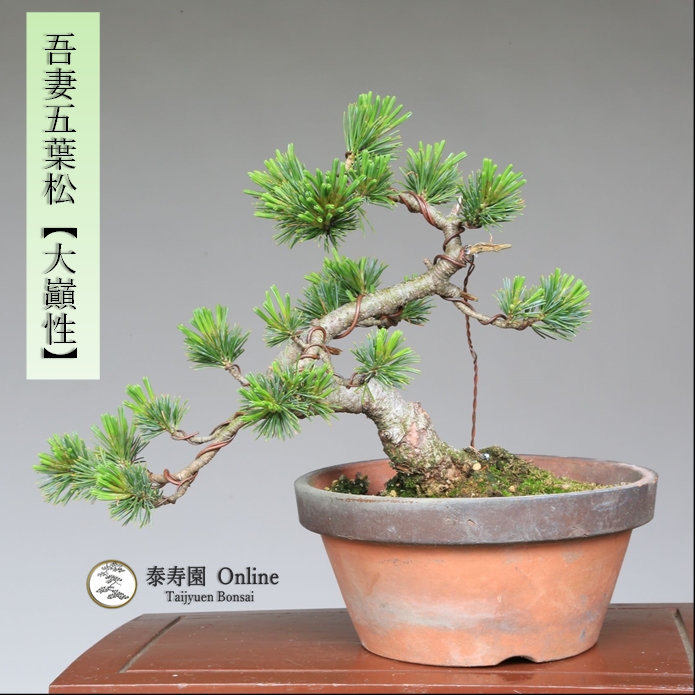 泰寿園 Online