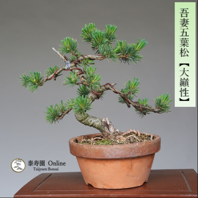 泰寿園 Online