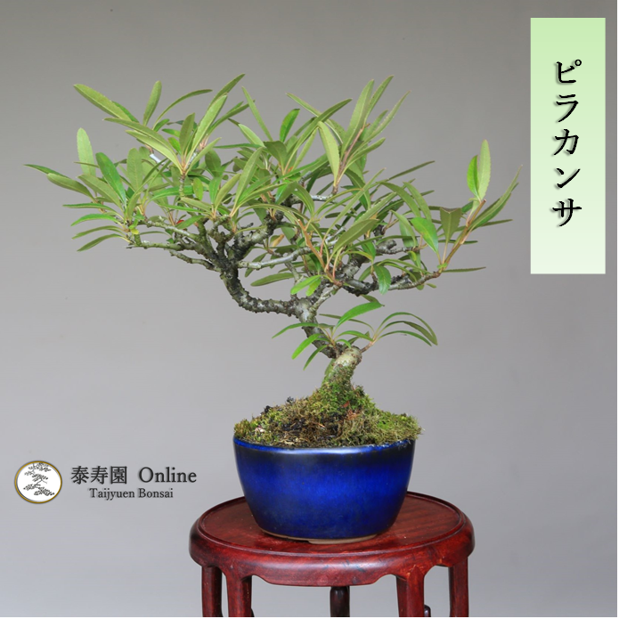 泰寿園 Online