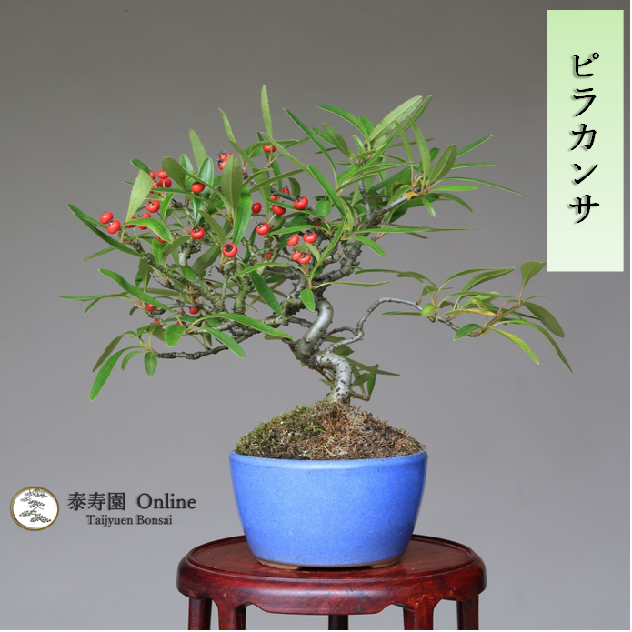 泰寿園 Online