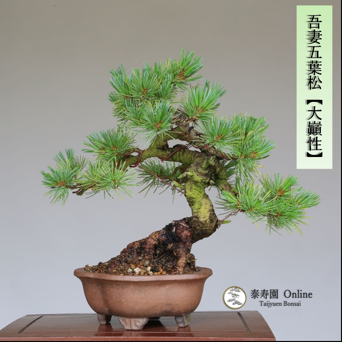 泰寿園 Online