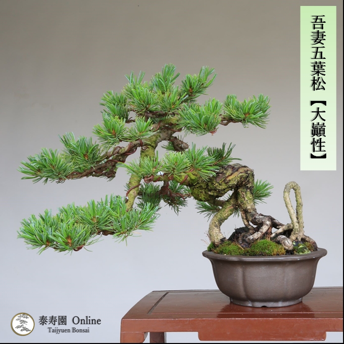 泰寿園 Online