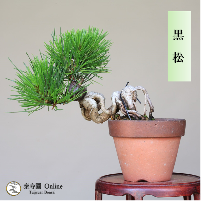 泰寿園 Online