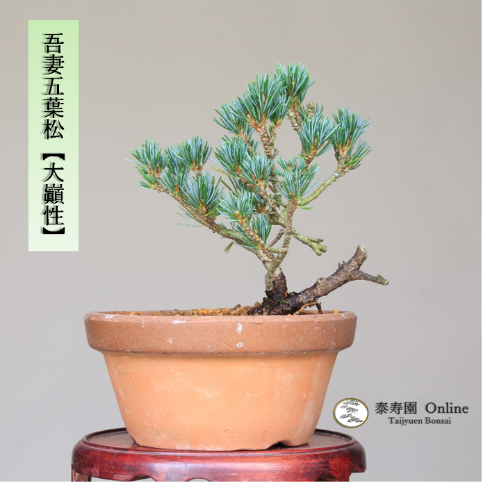 泰寿園 Online