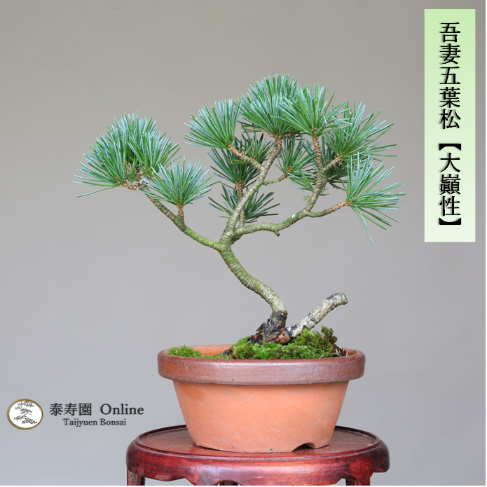 泰寿園 Online