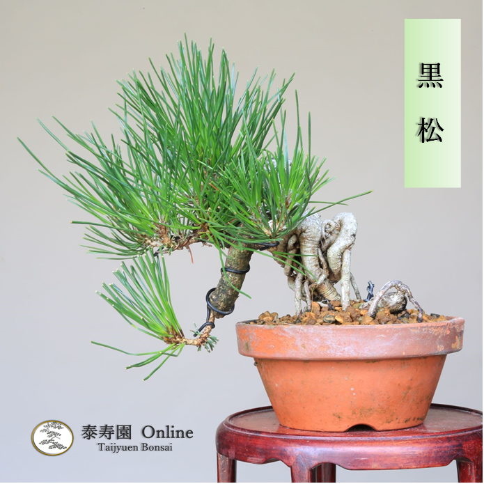 泰寿園 Online