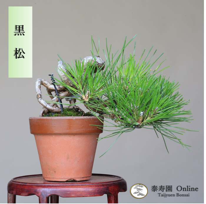 泰寿園 Online