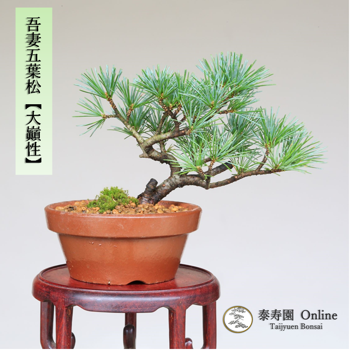 泰寿園 Online