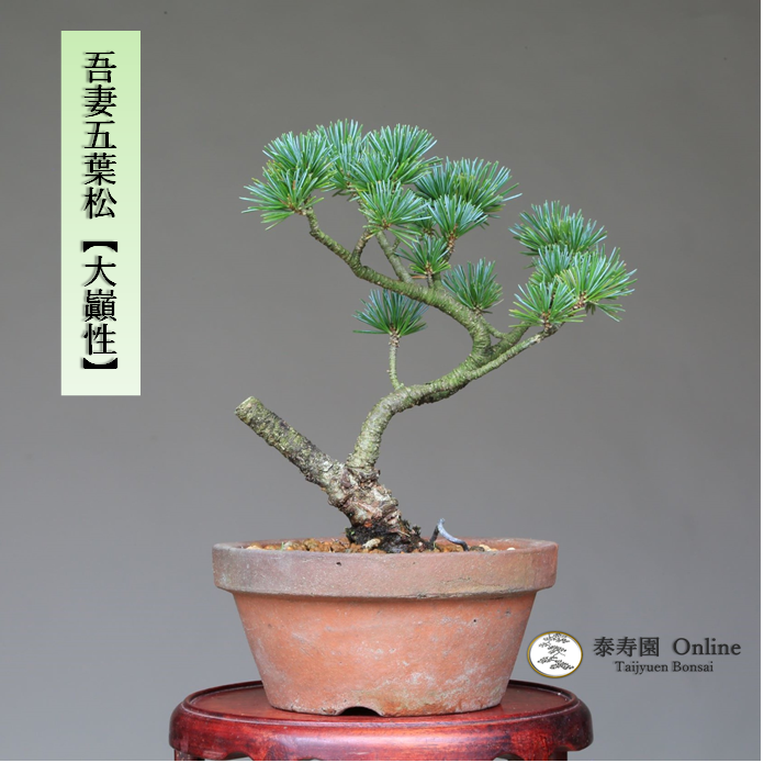 泰寿園 Online