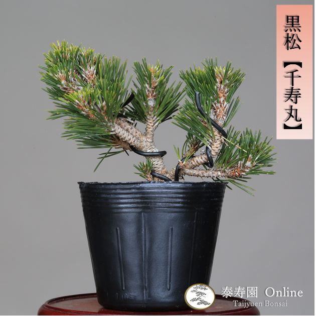 泰寿園 Online