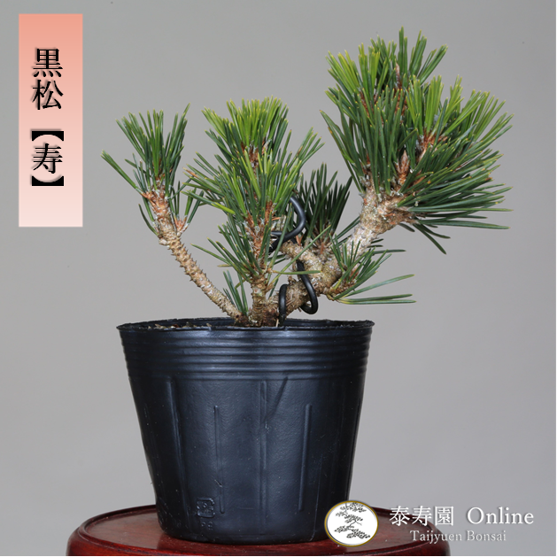 泰寿園 Online