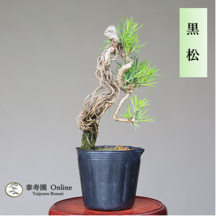 泰寿園 Online