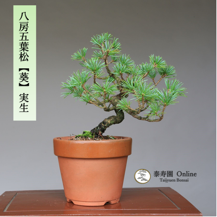 泰寿園 Online