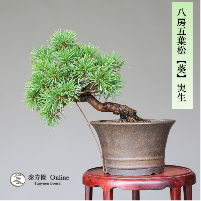 泰寿園 Online