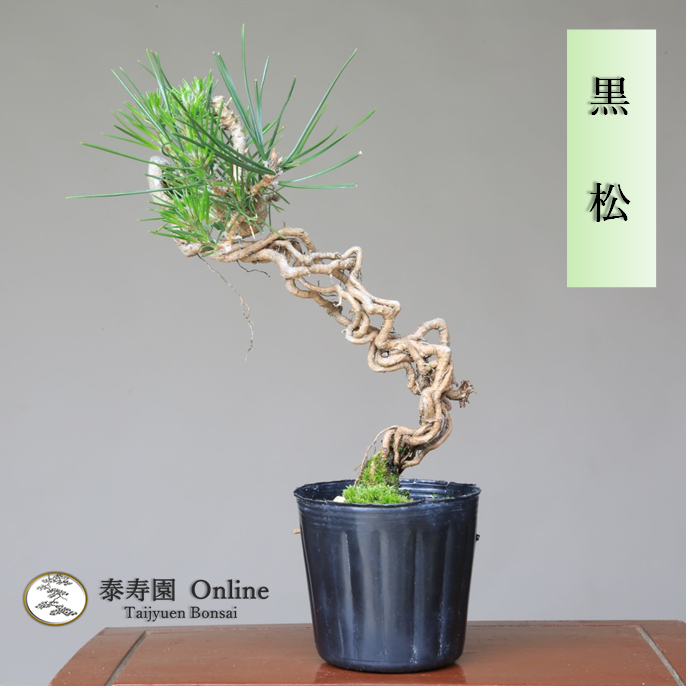 泰寿園 Online