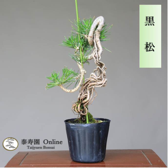 泰寿園 Online