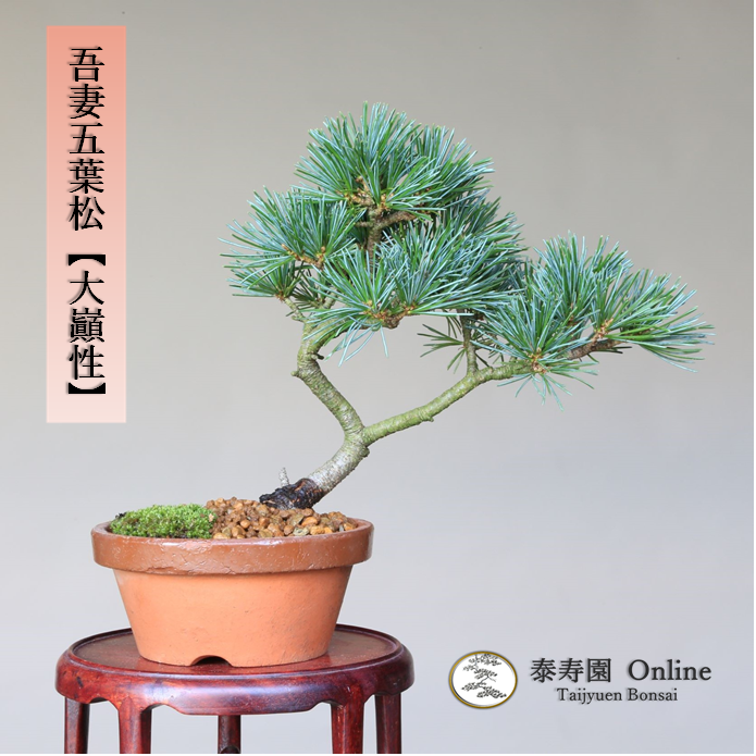 泰寿園 Online