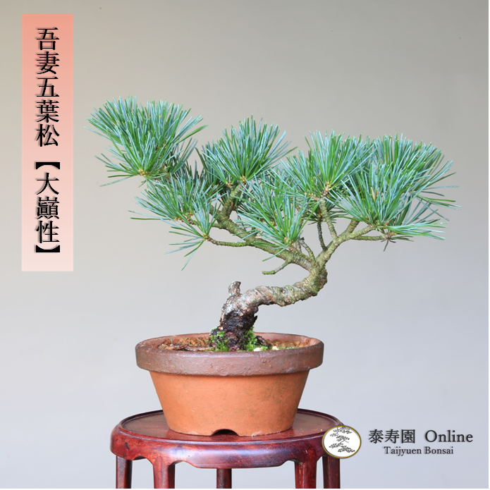 泰寿園 Online