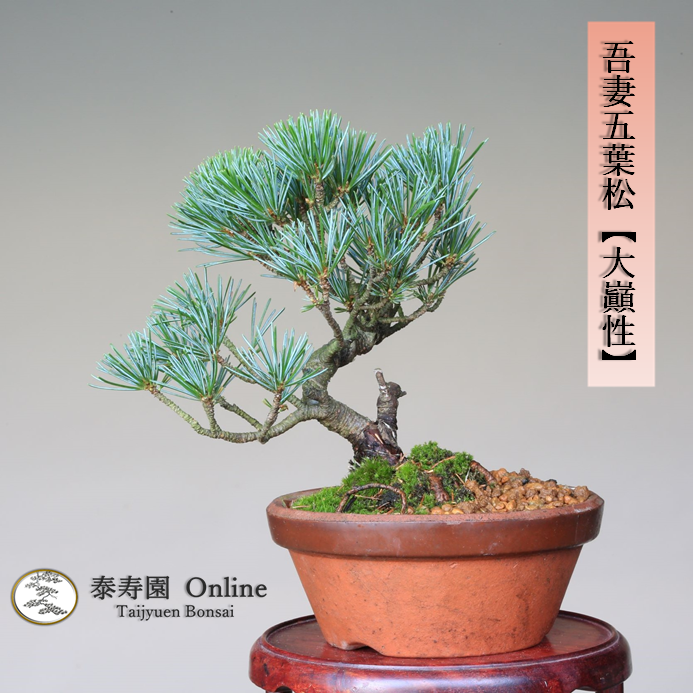 泰寿園 Online