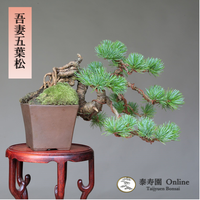 泰寿園 Online