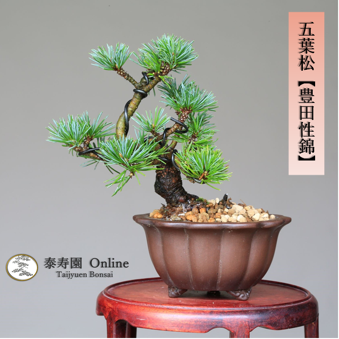 泰寿園 Online