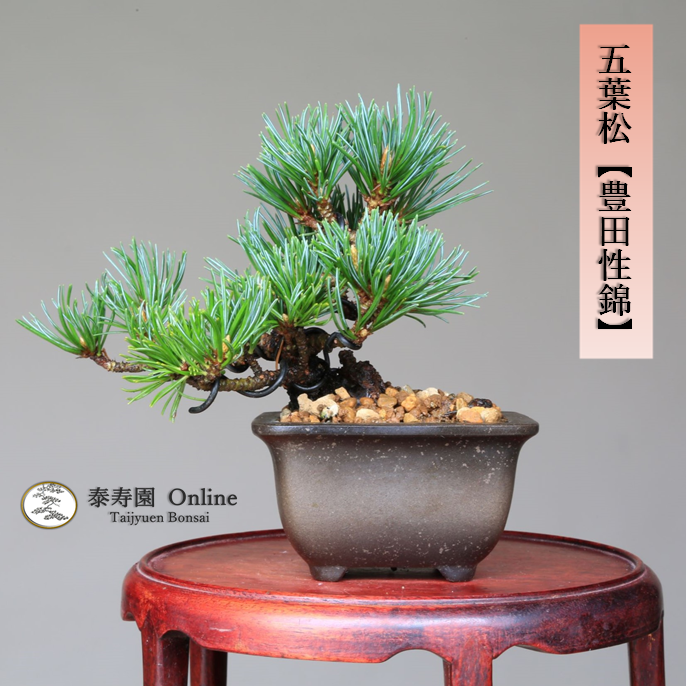 泰寿園 Online