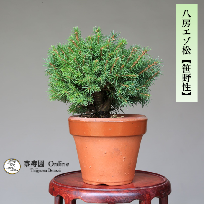 泰寿園 Online