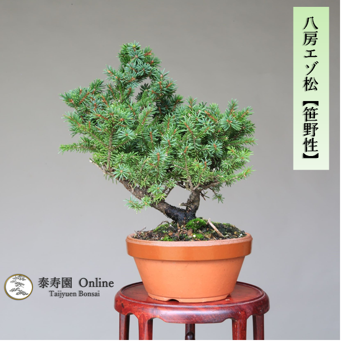 泰寿園 Online