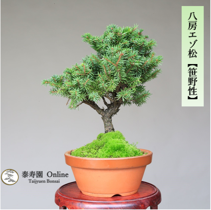 泰寿園 Online