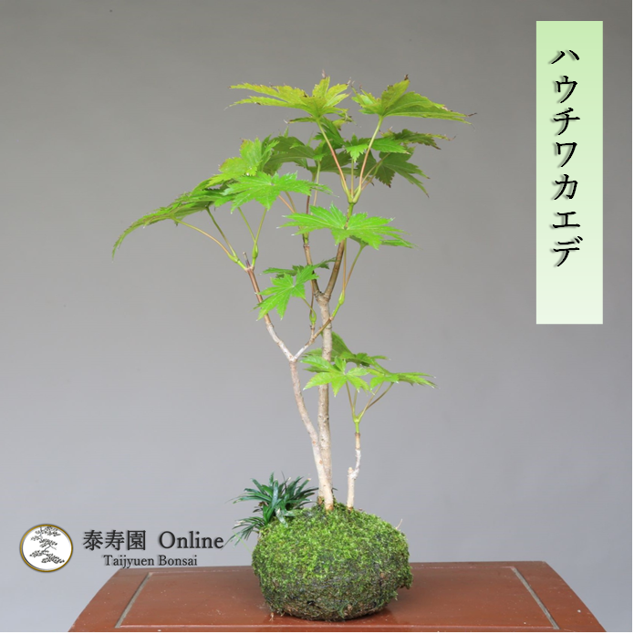 泰寿園 Online