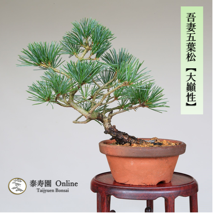 泰寿園 Online