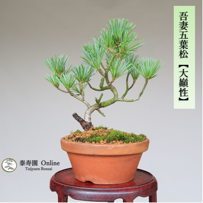 泰寿園 Online