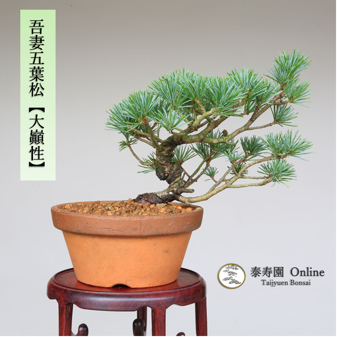 泰寿園 Online