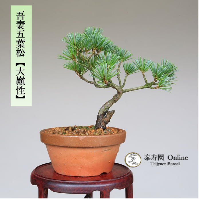 泰寿園 Online