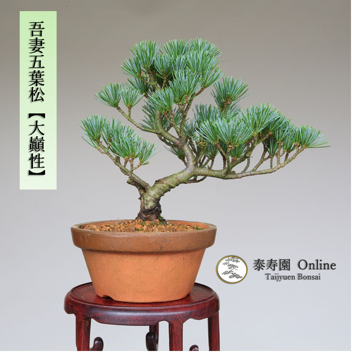 泰寿園 Online