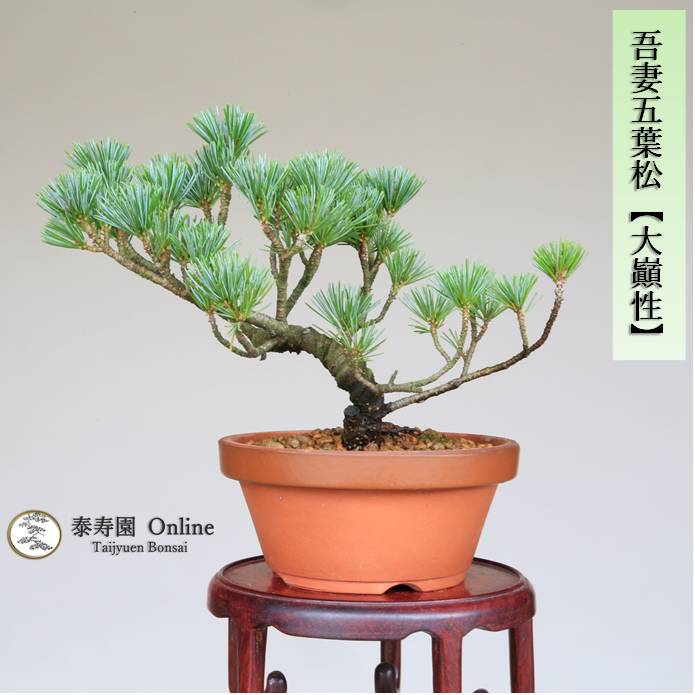 泰寿園 Online