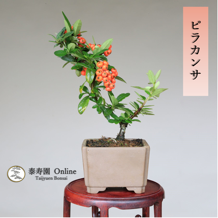 泰寿園 Online