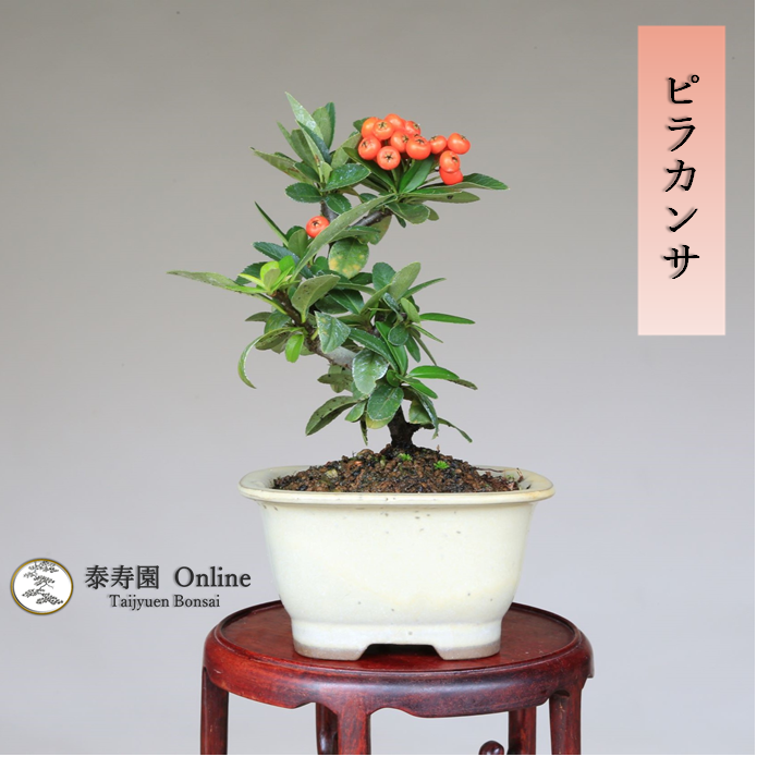 泰寿園 Online