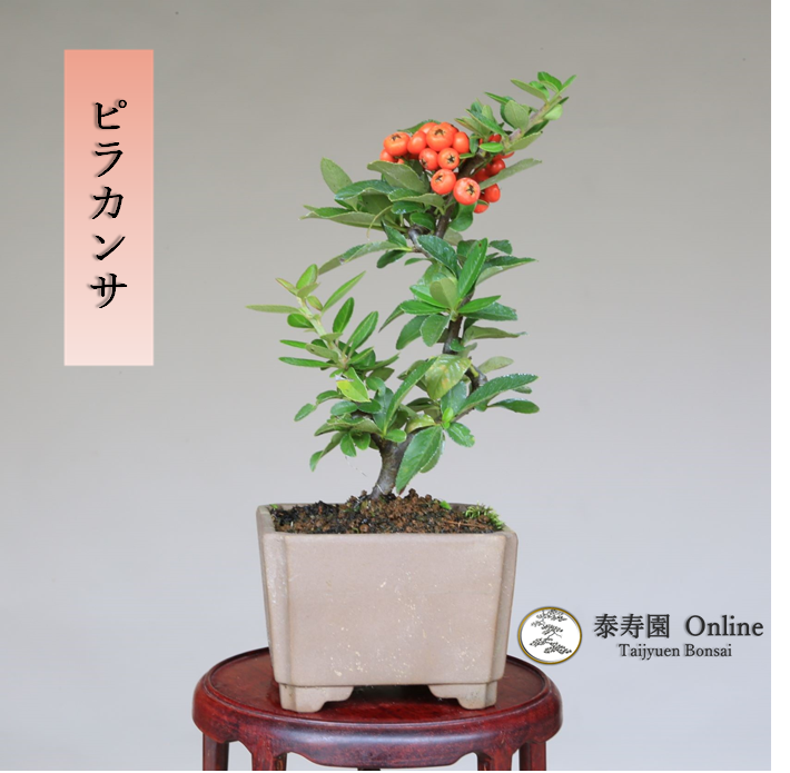 泰寿園 Online