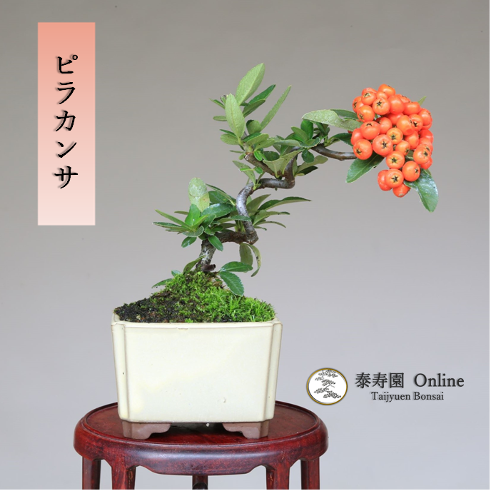 泰寿園 Online