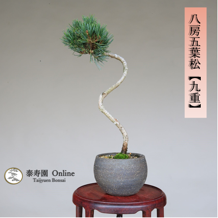 泰寿園 Online