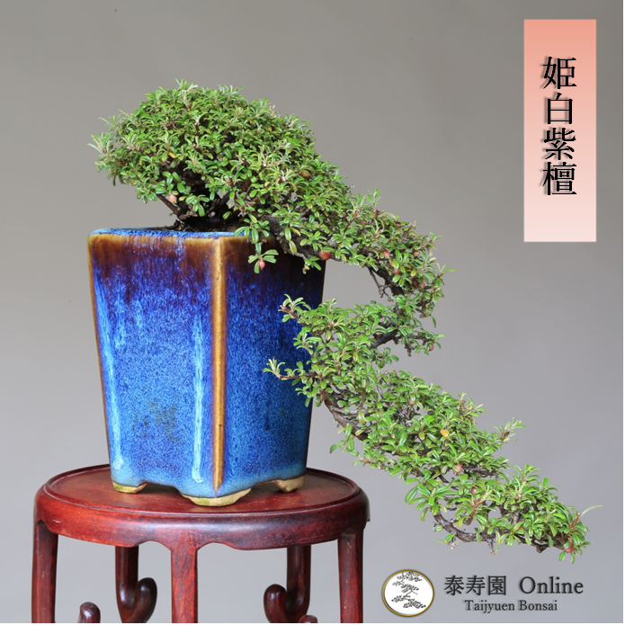 泰寿園 Online